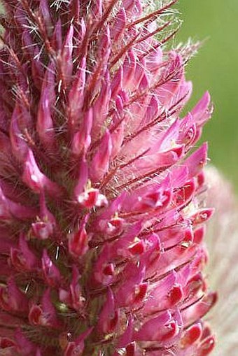 Trifolium rubens