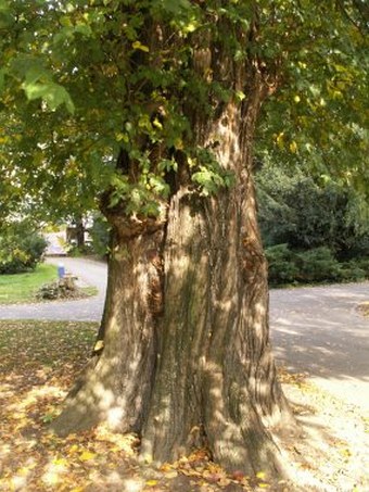 Ulmus laevis