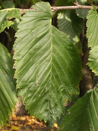 Ulmus laevis