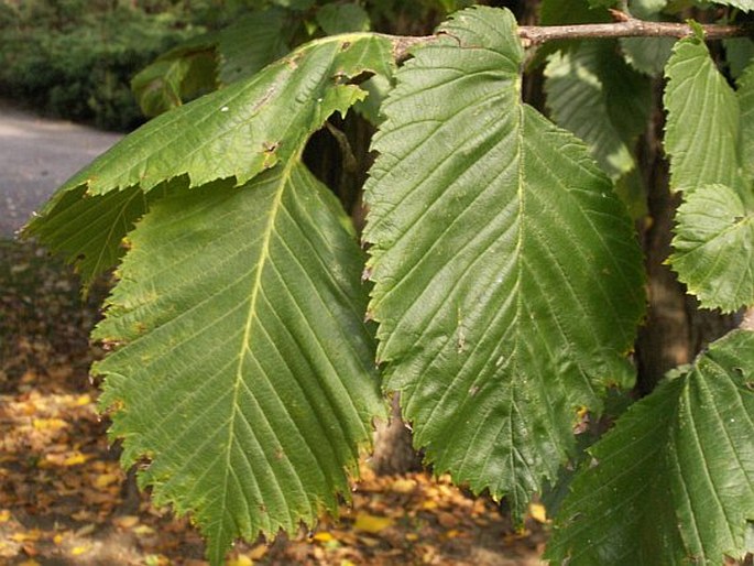 ULMUS LAEVIS Pallas - jilm vaz / brest väzový