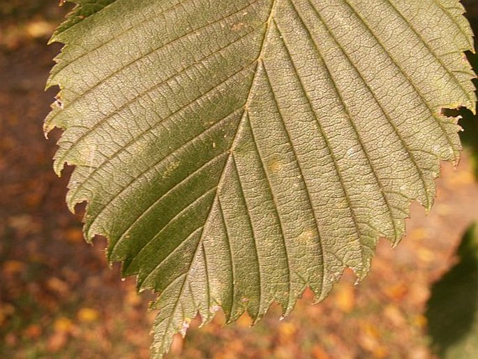 Ulmus laevis