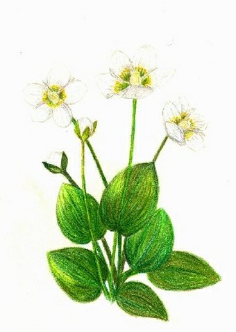 Soutěž Nejlepší botanická ilustrace roku 2011 - Eva Jiříková