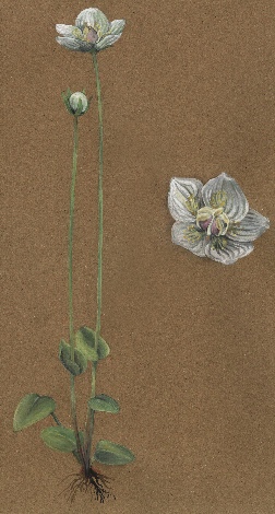 Soutěž Nejlepší botanická ilustrace roku 2011 - Radka Josková