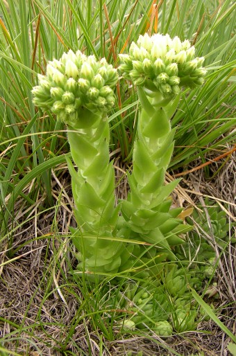 Jovibarba globifera subsp. hirta