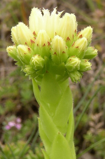 Jovibarba globifera subsp. hirta