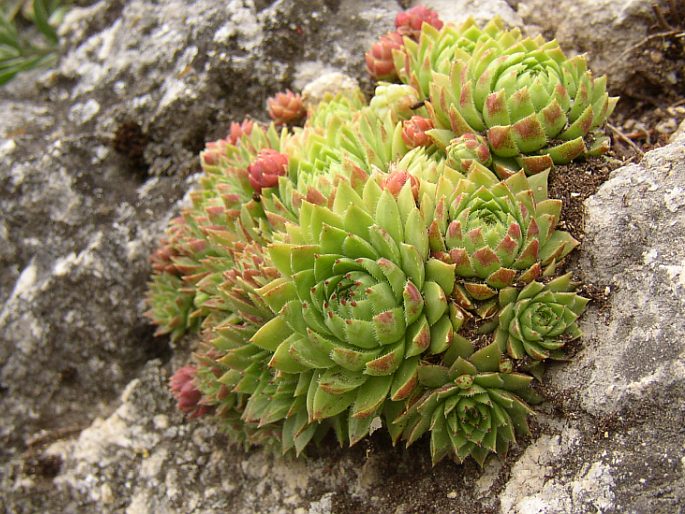 Jovibarba globifera subsp. hirta