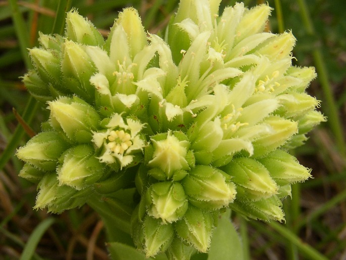 JOVIBARBA GLOBIFERA subsp. HIRTA (L.) J. Parn. – netřesk výběžkatý srstnatý / skalničník guľkovitý srstnatý