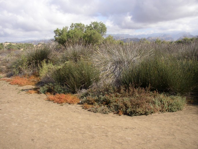 Juncus acutus subsp. leopoldii