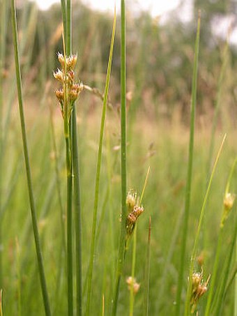 Juncus acutiflorus