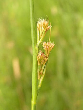 Juncus acutiflorus