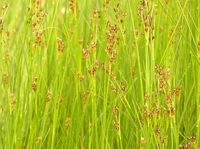 Juncus acutiflorus