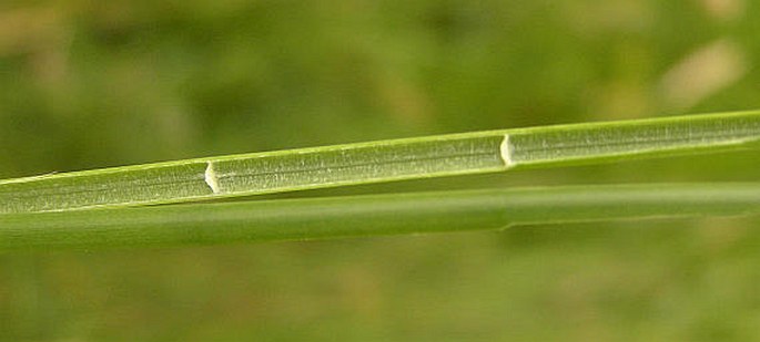 Juncus acutiflorus