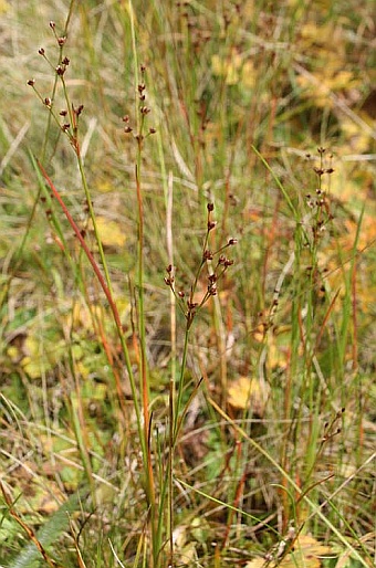 Juncus alpinoarticulatus