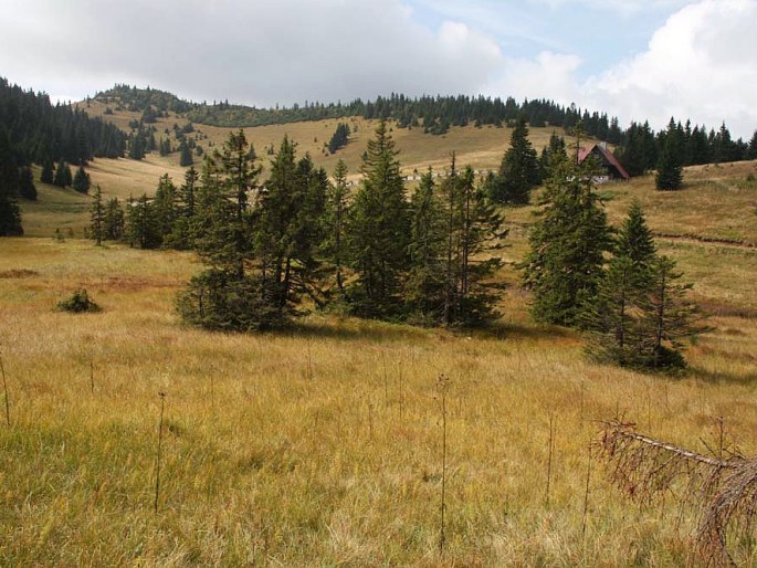 Juncus alpinoarticulatus