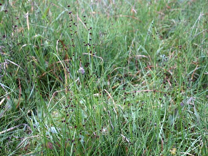 Juncus alpinoarticulatus