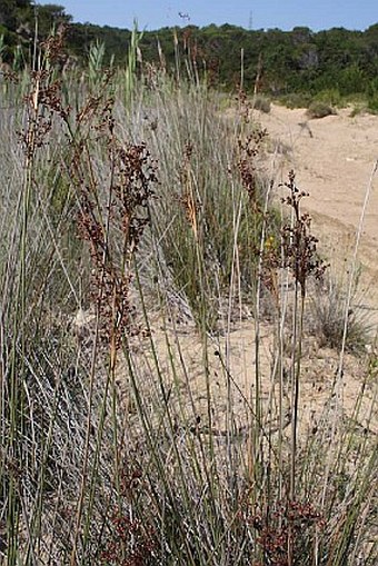 Juncus anceps