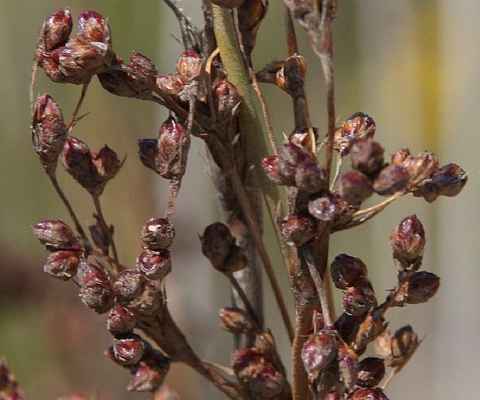 Juncus anceps