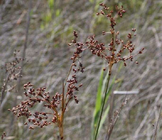 Juncus anceps