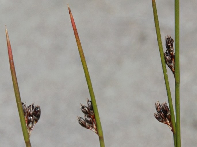 JUNCUS ARCTICUS Willd. subsp. ARCTICUS - sítina / sitina