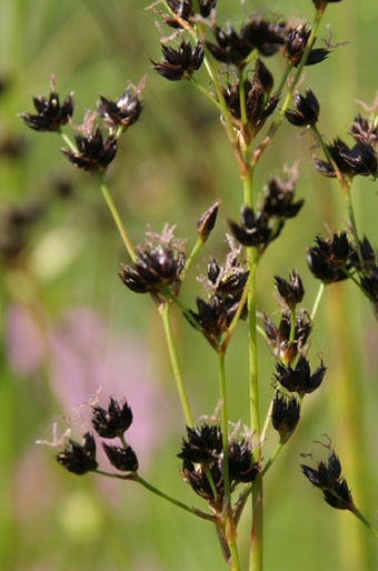 Juncus atratus