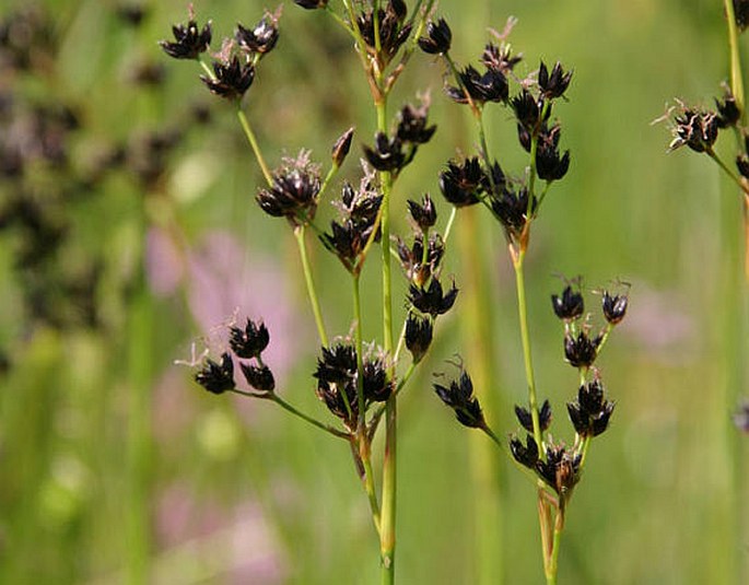 JUNCUS ATRATUS Krock. - sítina tmavá / sitina černastá