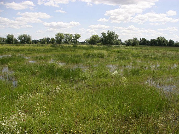 Juncus atratus