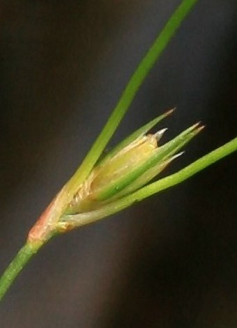 Juncus bufonius