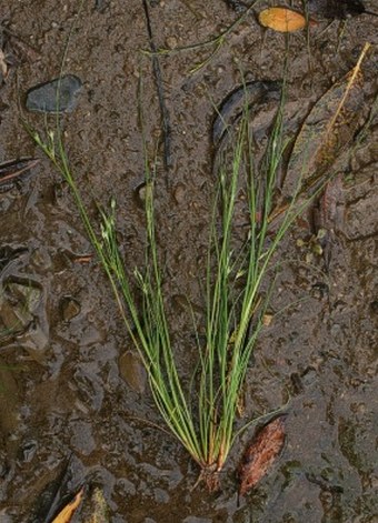 Juncus bufonius