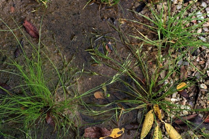 Juncus bufonius