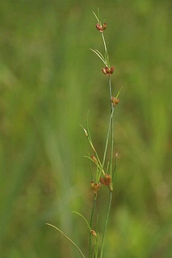 Juncus bulbosus