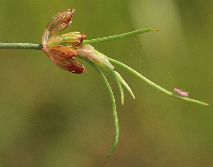 JUNCUS BULBOSUS L. - sítina cibulkatá / sitina cibuľkatá