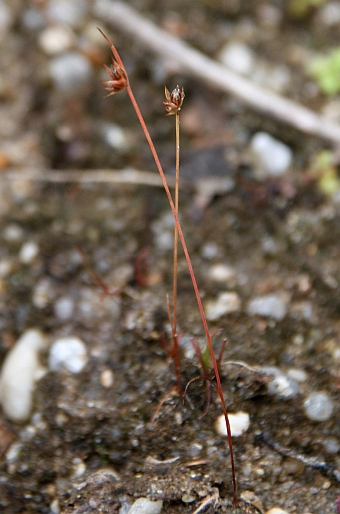 Juncus capitatus