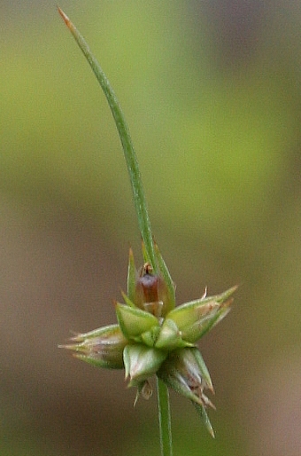 Juncus capitatus