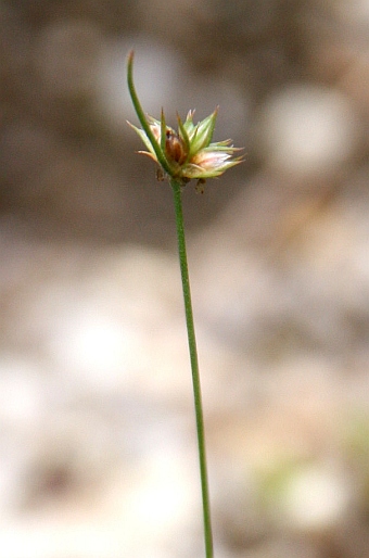 Juncus capitatus