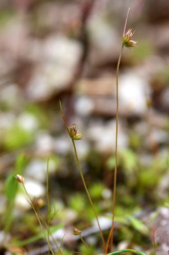 Juncus capitatus