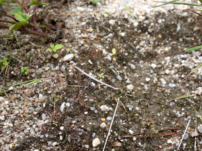 Juncus capitatus