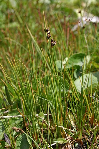 Juncus castaneus