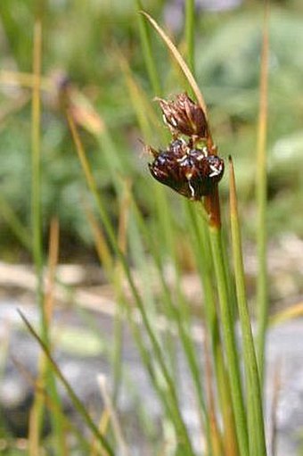 Juncus castaneus