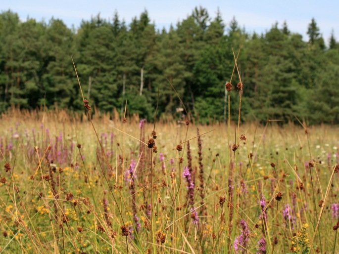 Juncus conglomeratus