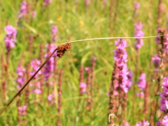 Juncus conglomeratus