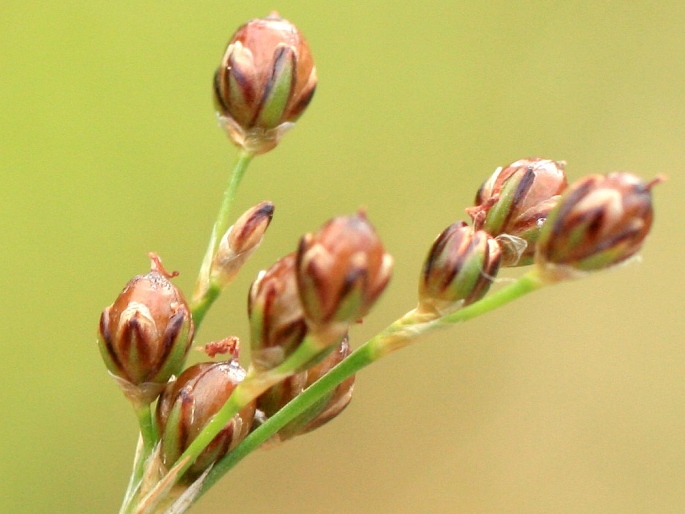 Juncus compressus