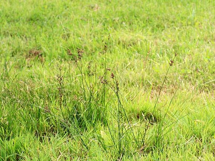 Juncus compressus