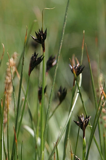 Juncus jacquinii