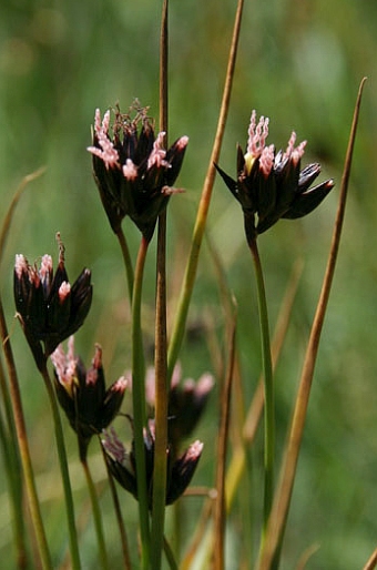 Juncus jacquinii