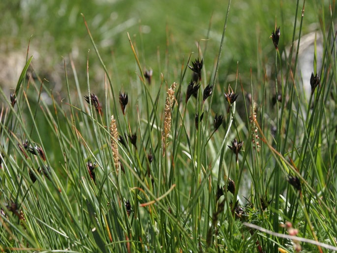 Juncus jacquinii