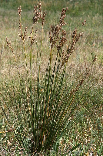 Juncus maritimus