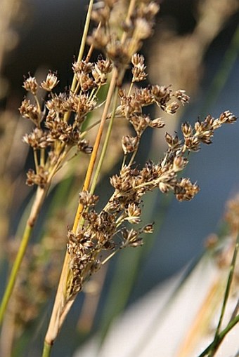 Juncus maritimus