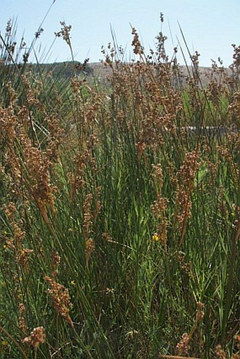 Juncus maritimus