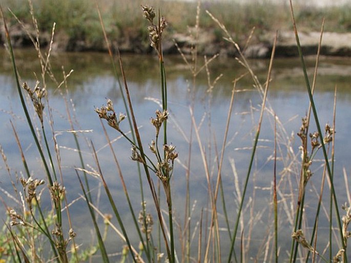 JUNCUS MARITIMUS Lam. - sítina / sitina