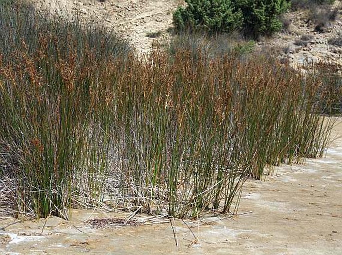 Juncus maritimus